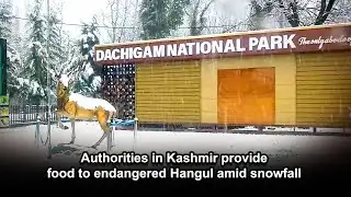 Authorities in Kashmir provide food to endangered Hangul amid snowfall