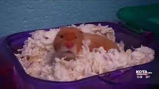 Avoid pet surprises during the holidays