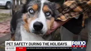 Avoiding holiday hazards to keep pets safe