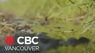 B.C. First Nation steps in to rescue at-risk salmon