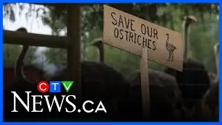 B.C. ostrich culling will have social damage 
