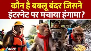 Babloo Bandar AI: बंदर बना Content Creator, इंटरनेट पर मचाया हंगामा | Monkey vlogs | Hindi News