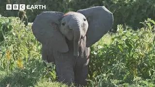 Baby Elephant Gets Left Behind and Learns an Important Lesson | 4K UHD | BBC Earth