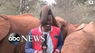 Baby elephant interrupts reporter