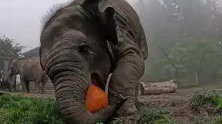 Baby Elephant Tula-Tu Plays With A Little Pumpkin