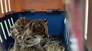 Back to nature: Oncilla released after rescue from smugglers