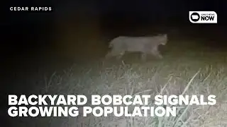 Backyard bobcat sighting signals growing population