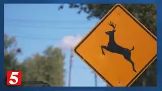 Backyard deer hunting offers a way to manage local overpopulation