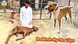 BADSHAH NY HAMARI GOAT🐐 KO MAR DIAYA😢