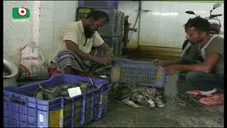 Bagerhat Chingri Price | Rajib |03Oct17