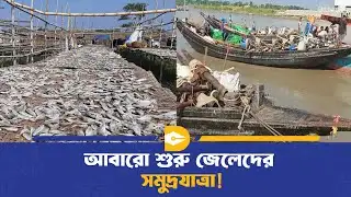 বাগেরহাটে শুরু হয়েছে শুটকি তৈরির মৌসুম | Bagerhat | Sundarban | Dhaka Journal