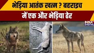 Bahraich Wolf Attack: भेड़िया आतंक खत्म ? बहराइच में एक और भेड़िया ढेर | Uttar Pradesh News