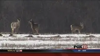 Bait ban proposal for gun-deer season