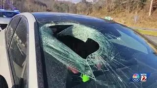 Bald eagle drops cat through car windshield in North Carolina