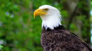 Bald eagle shot and killed in Vermilion Parish; reward offered