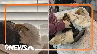 Bald eagle shot with ball bearing in Northglenn