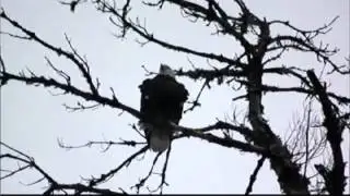 Bald eagles making comeback in Vt.