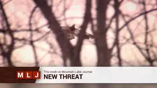 Bald Eagles Return and Fighting an Invasive Species This Week on MLJ