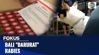 Bali "Darurat" Rabies | Fokus