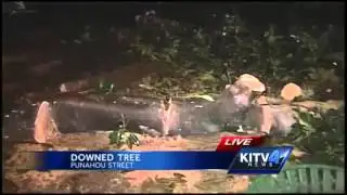 Banyan tree falls in Punahou area