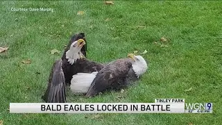 Battling bald eagles fall from the sky