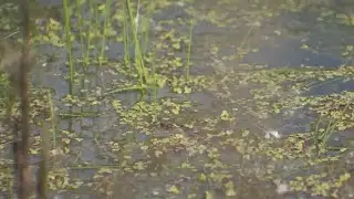 Battling the growing mosquito problem | FOX 5 News