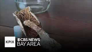 Bay Area man dies after eating poisonous foraged mushroom