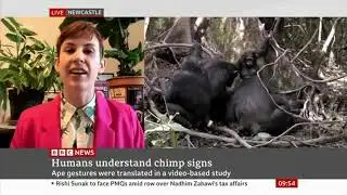 BBC News 2023 Great Ape Dictionary
