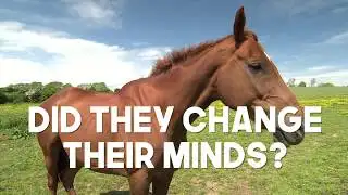 BBC News: Fox hunting: for or against?