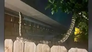 BE ON THE LOOKOUT: Python roaming in west Houston causes panic among neighbors 🐍