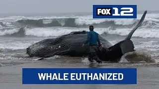 Beached humpback whale on Oregon Coast euthanized