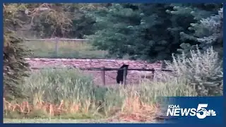 Bear Chases Cows and Sheep in El Paso County - Viewer Captures Wild Video