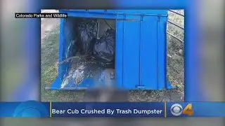 Bear Cub Crushed By Trash Dumpster In Jefferson County