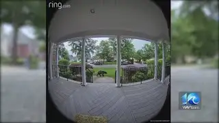 Bear cub holds Virginia Beach neighborhood