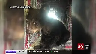 Bear cub orphaned after mother shot in Bristol
