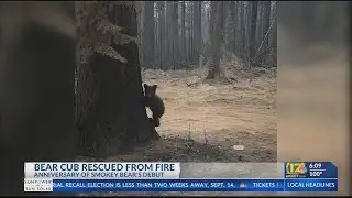 Bear cub rescued from wildfire on Smokey Bear anniversary
