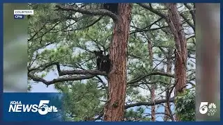 Bear cubs orphaned over the summer will be released into the wild Thursday