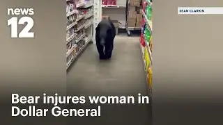 Bear euthanized after injuring woman inside Dollar General in NJ | News 12