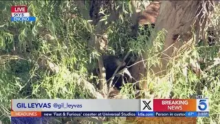 Bear family spotted in Southern California | Wild Animals SoCal