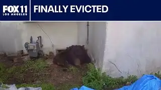 Bear finally leaves Altadena home