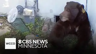 Bear finally leaves California home