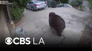 Bear finally leaves crawlspace under Altadena home after a month