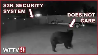Bear keeps returning to Florida home despite thousands spent on deterrents