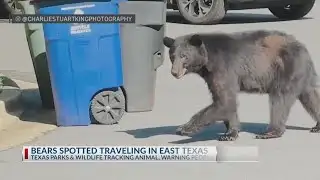 Bear sightings in East Texas prompts caution from officials