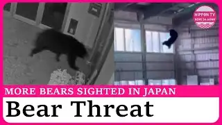 Bear sightings Increase at schools across Japan