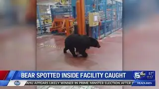 Bear spotted inside facility caught