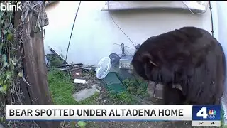 Bear spotted squeezing into crawl space of Altadena home