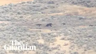 Bear steals kill from wolves in Yellowstone park