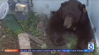Bear takes up residence under Altadena home | Wild Animals SoCal