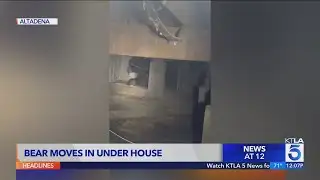 Bear takes up residence under another Altadena home | Wild Animals SoCal